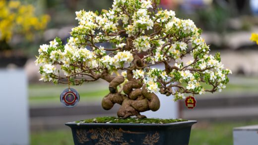 Drzewko bonsai ficus
