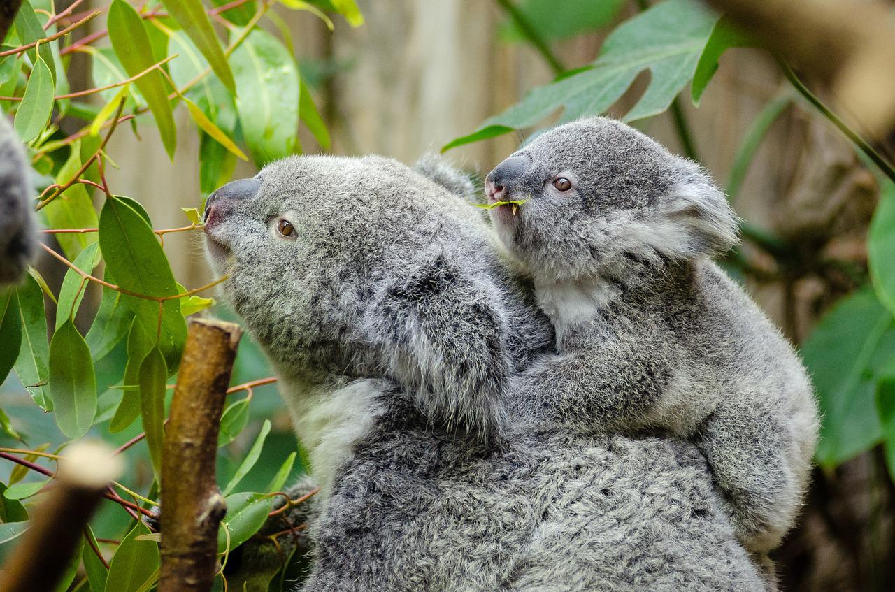 Koala jedząca liscie eukaliptusa